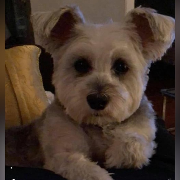 Meet your Posher, Melissa - Picture 3 of 3